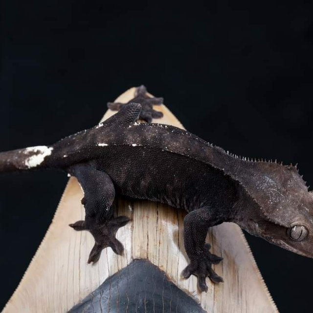 Charcoal Axanthic