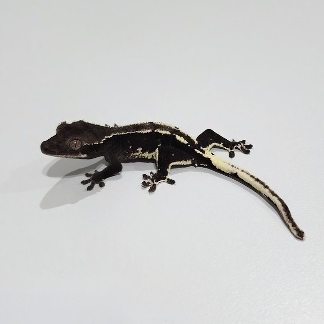 Lilly Axanthic