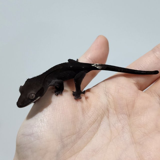 Axanthic