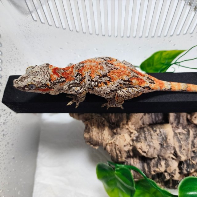 Red Orange Blotched
