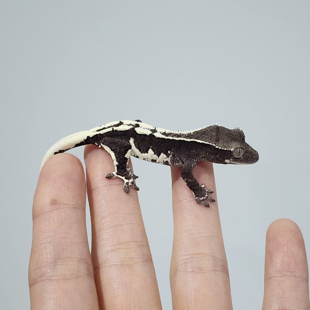 Lilly Axanthic
