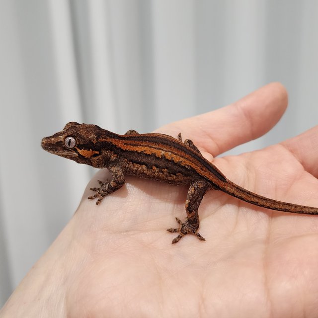 레드 오렌지 스트라이프