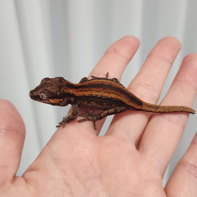 레드 오렌지 스트라이프