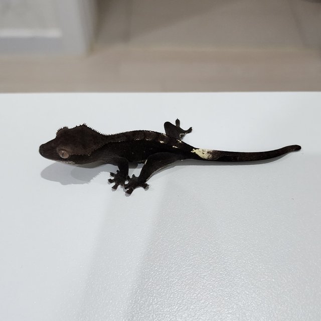 Axanthic