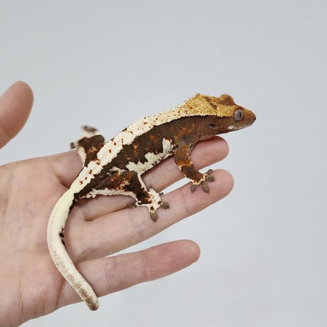 Lilly 100% Het Axanthic