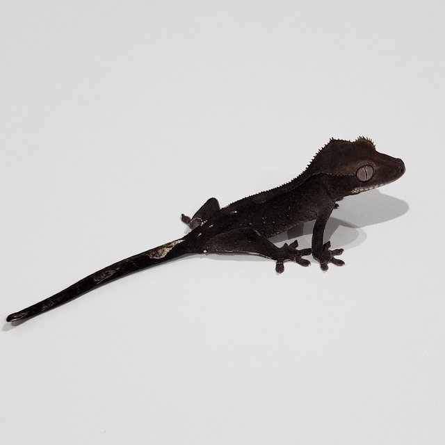 Axanthic