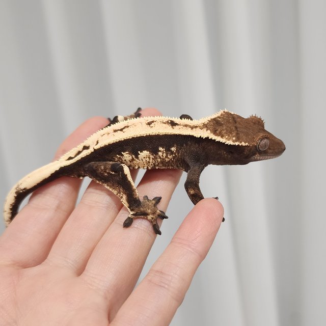 세이블 다크 풀핀