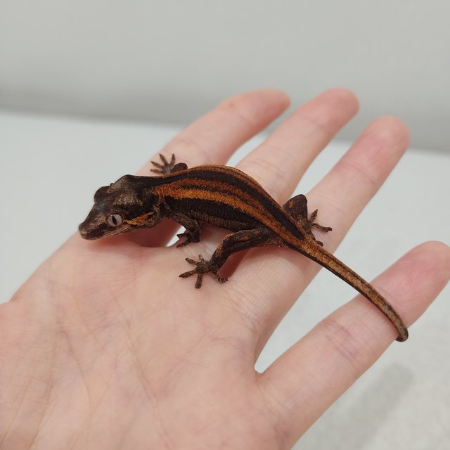 레드 오렌지 스트라이프