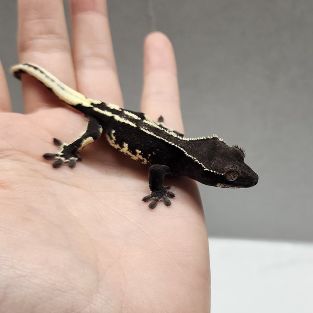 Lilly Axanthic