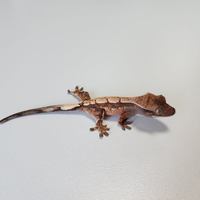 세이블