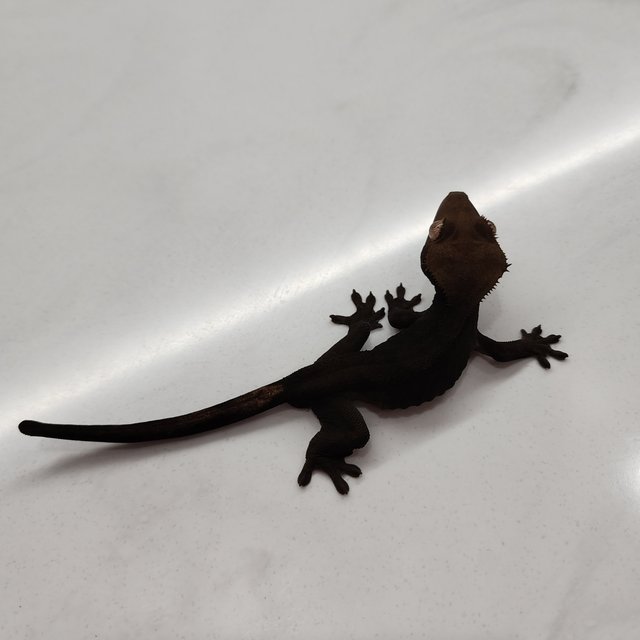 챠콜 100%헷아잔틱