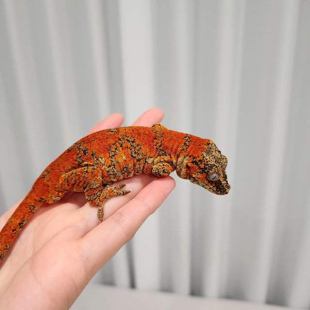 Red Orange Blotched