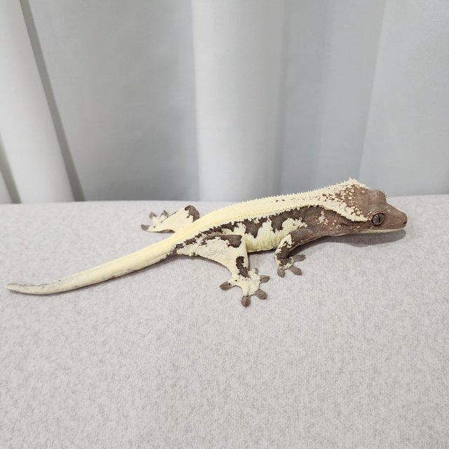 LW Sable 100% Het Axanthic