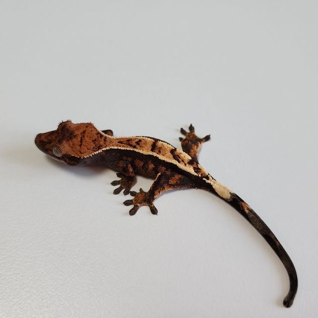 세이블