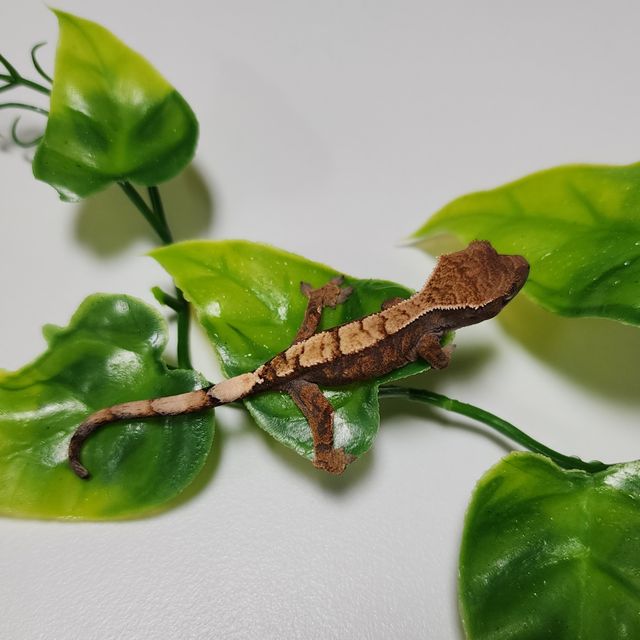 세이블