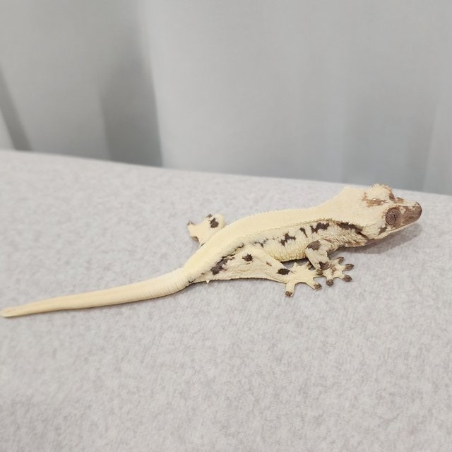 릴리 세이블 솔리드백