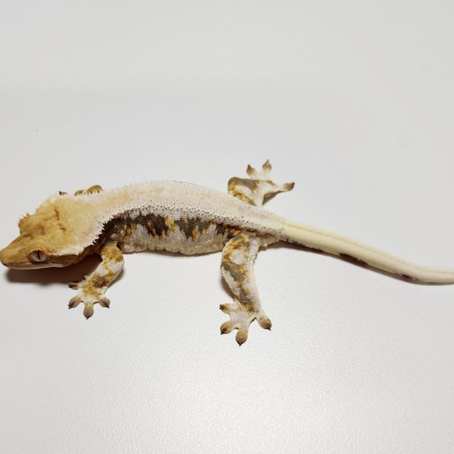 Lilly 100% Het Axanthic