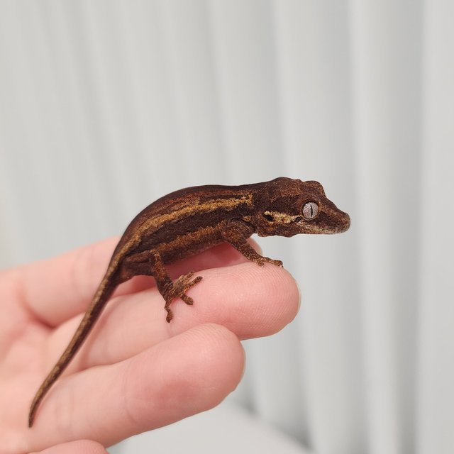 레드 스트라이프