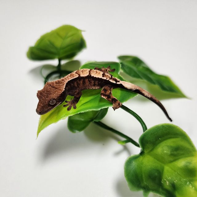 세이블
