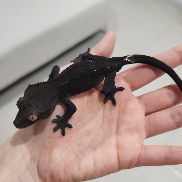 Charcoal Axanthic