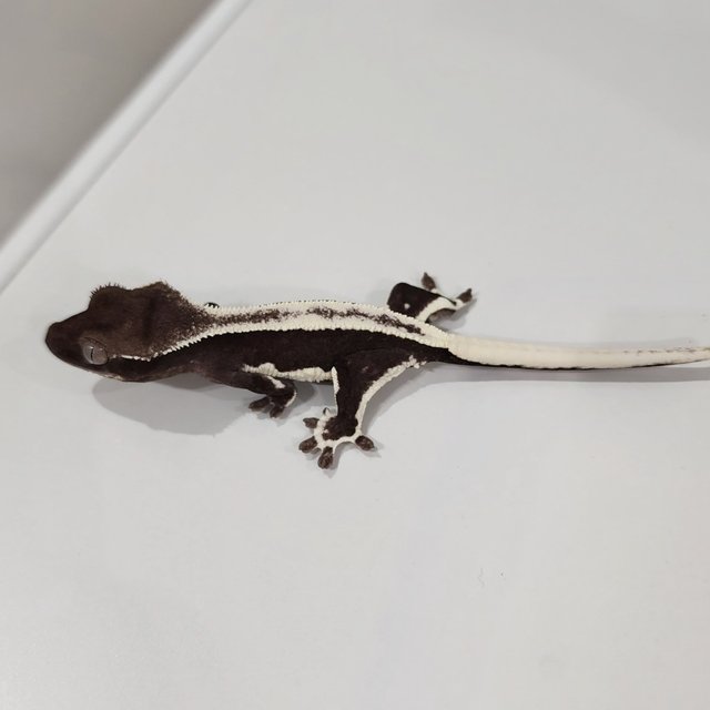 릴잔틱 알티