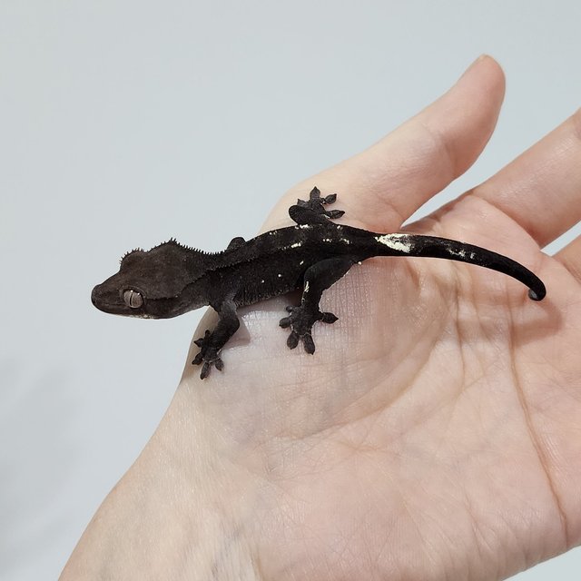 Axanthic