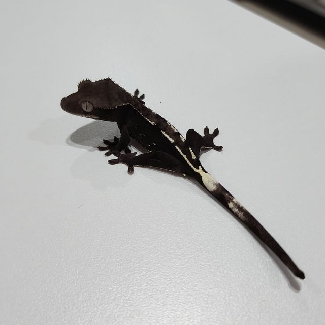아잔틱 알티
