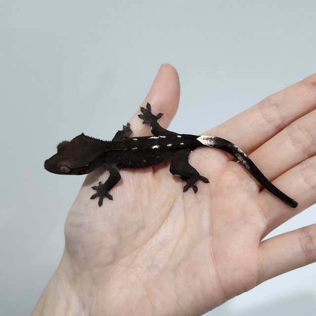 Axanthic