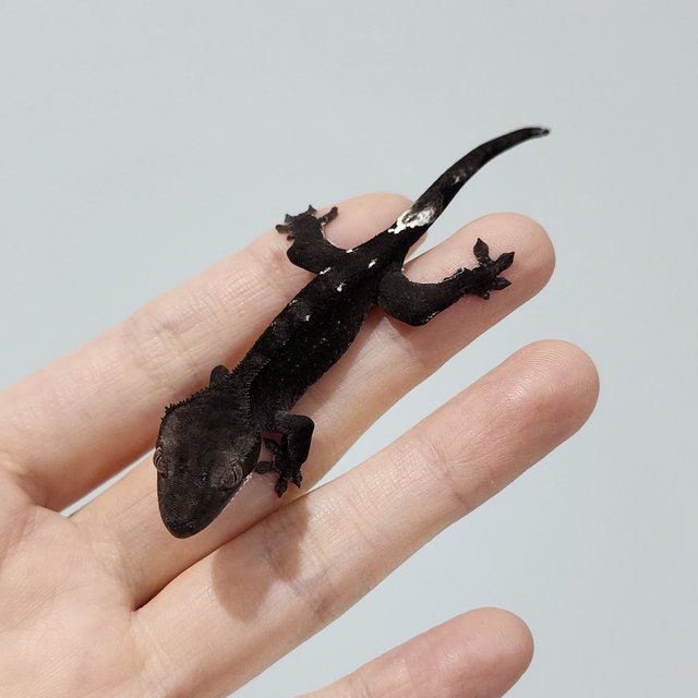 Axanthic