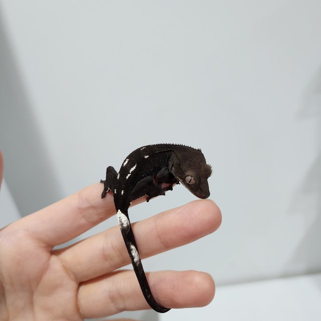 Axanthic