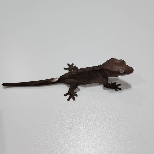 아잔틱 알티