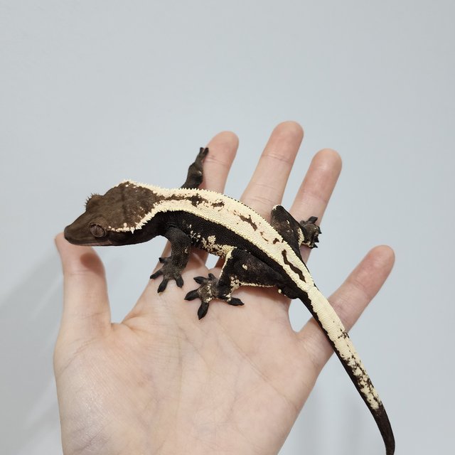 Dark Sable