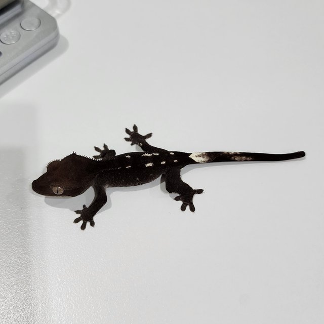 Axanthic