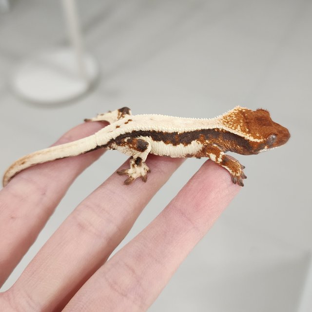 릴리 세이블 100%헷아잔틱