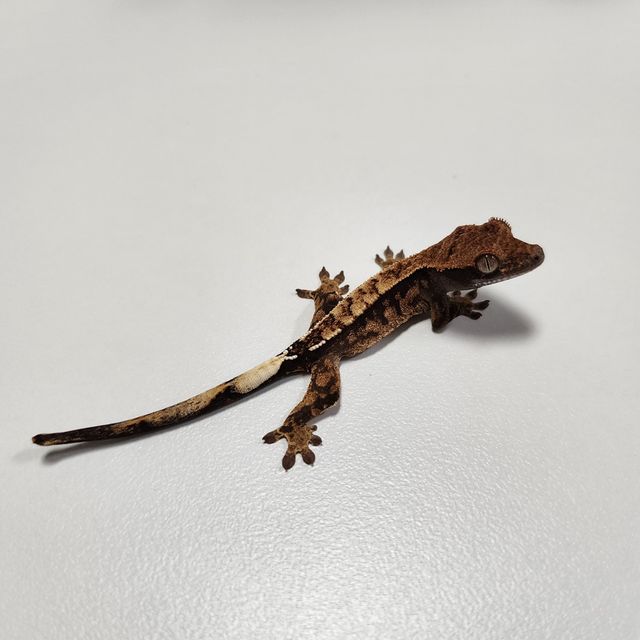 카푸치노