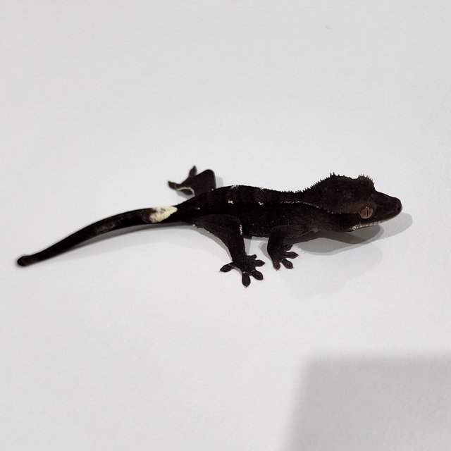 Axanthic