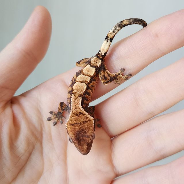 세이블