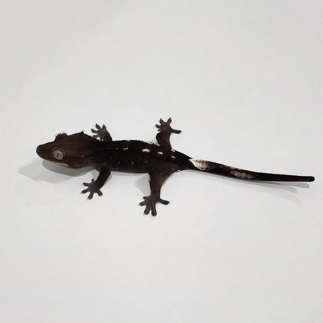 Axanthic