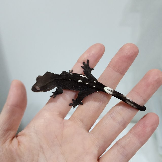 Axanthic