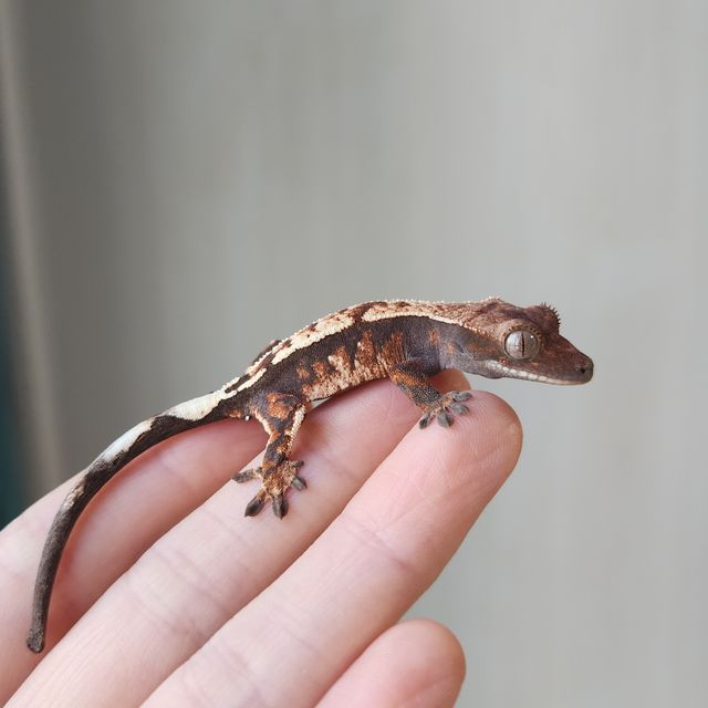세이블
