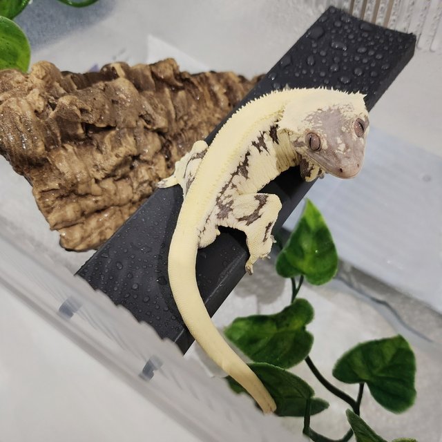 릴리 세이블 솔리드백