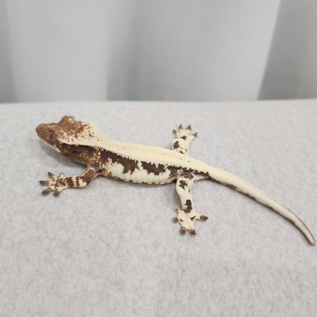 릴리 세이블 100%헷아잔틱