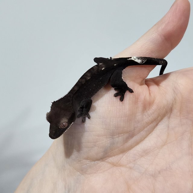Axanthic