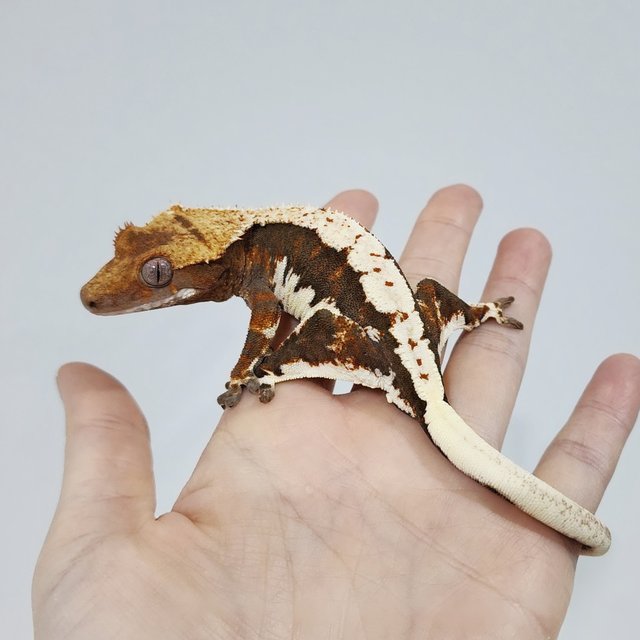 Lilly 100% Het Axanthic