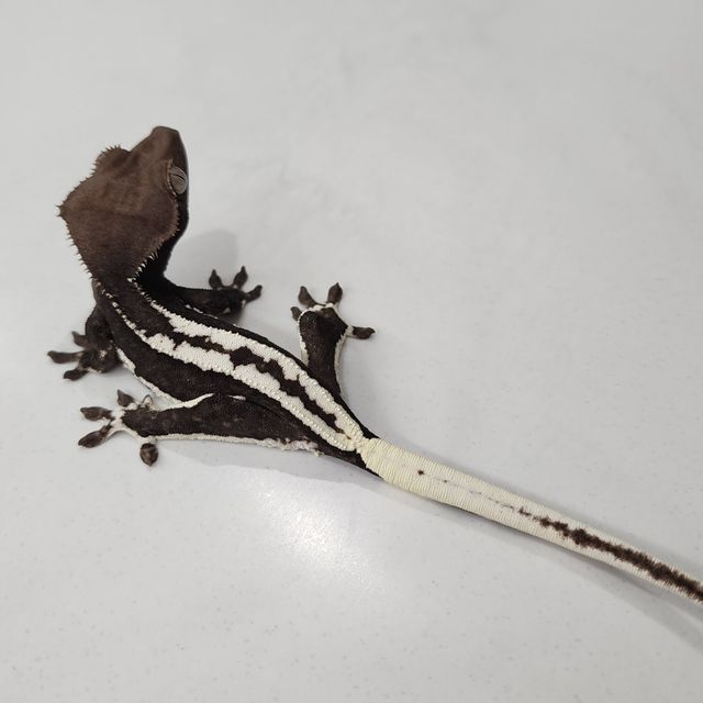 릴잔틱