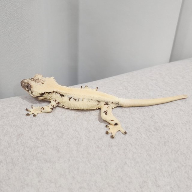 릴리 세이블 솔리드백