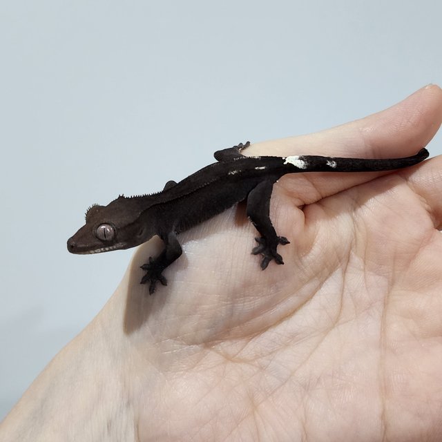 Axanthic