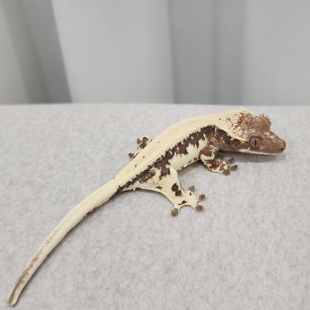 릴리 세이블 100%헷아잔틱