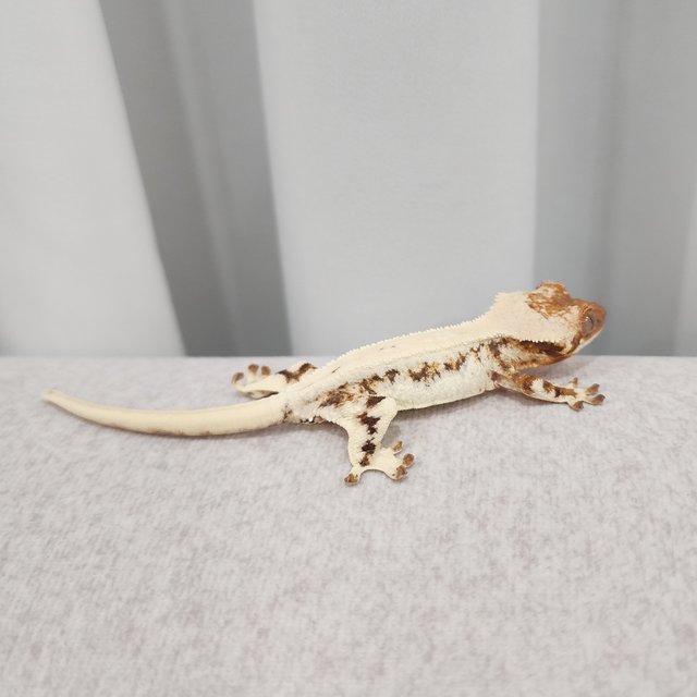 릴리 세이블 트라이