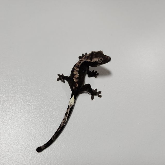 아잔틱 알티